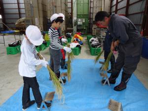 文京台小学校稲刈り体験の様子