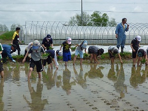 写真：江別小学校の田植え体験学習の様子