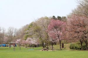 大麻西公園桜の写真