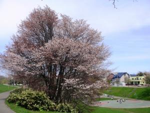 湯川公園桜の写真