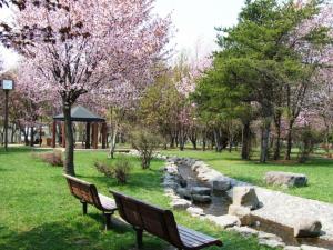 泉の沼公園桜の写真