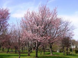 錦町公園桜の写真