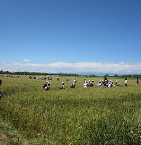 写真：小麦追跡学習の様子3