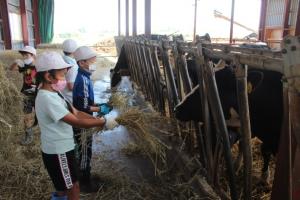 牛にエサやりをする児童の写真