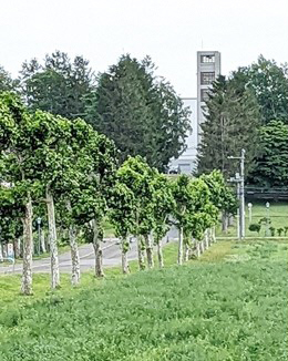 酪農学園のプラタナス並木