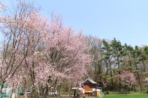 春到来 ～桜の風景（大麻西公園）～②
