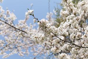 春到来 ～桜の風景（大麻西公園）～③