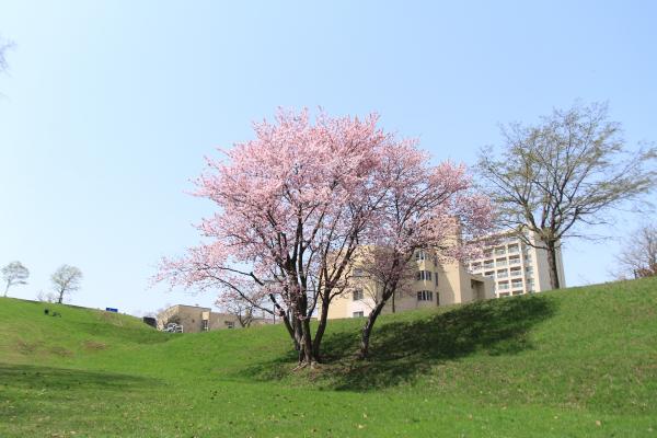 春到来 ～桜の風景（大麻西公園）～①