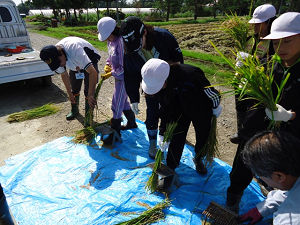 写真：文京台小学校の稲刈り体験学習の様子2