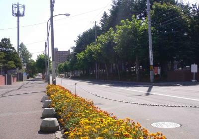 文教通りの花いっぱい運動の写真