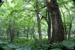 野幌森林公園