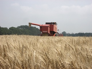 小麦の収穫風景