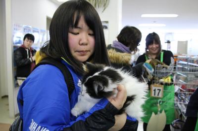 天売猫譲渡会