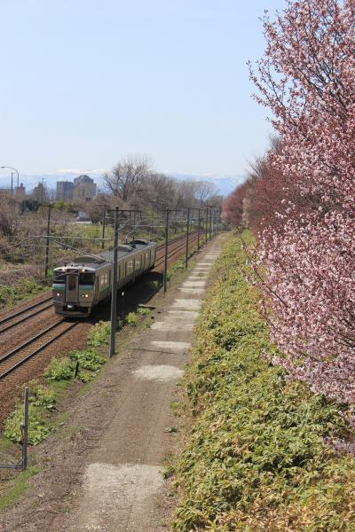 大麻駅桜