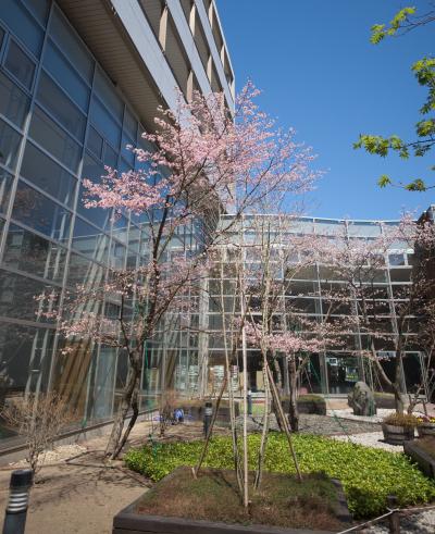 市立病院桜