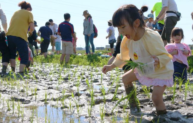 田植えを体験する園児の写真1