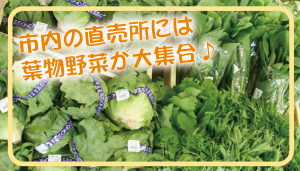 春菊ほか葉物野菜のバナー