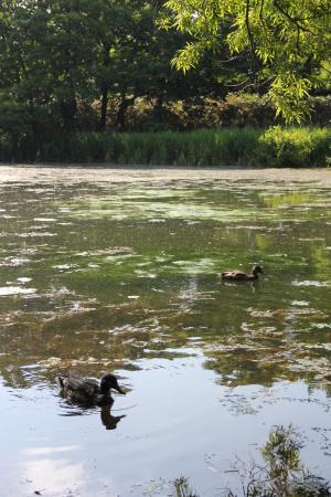 泉の沼公園の写真