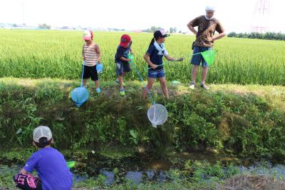 田んぼの生き物調査をする子どもたちの写真