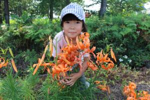 コオニユリの花の写真