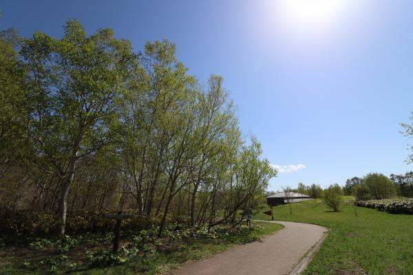 野幌森林公園の写真1