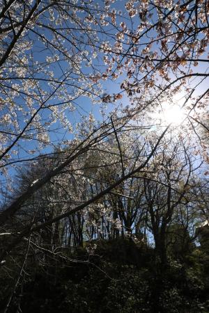 大麻新町公園の写真2