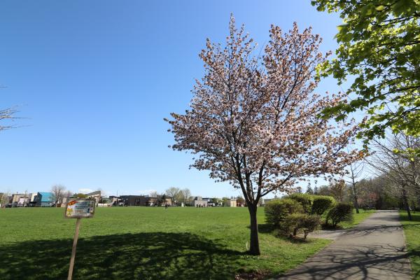 湯川公園の写真2