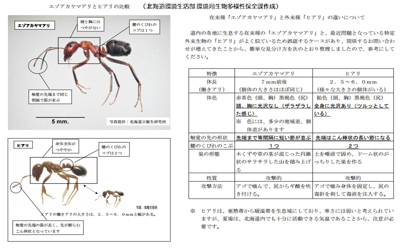 ヒアリとエゾアカヤマアリの比較