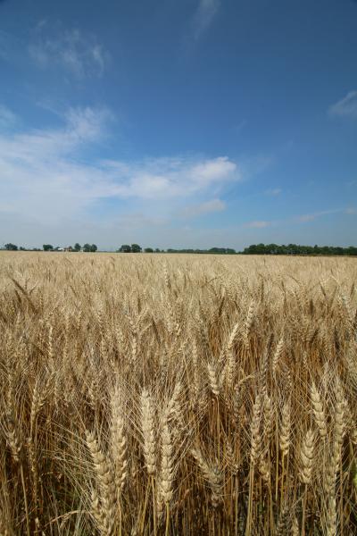 小麦畑の写真2