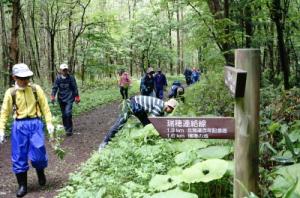 遊歩道わきのオオハンゴンソウを抜き取る参加者の写真