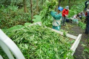 軽トラックの荷台に積まれるオオハンゴンソウの写真