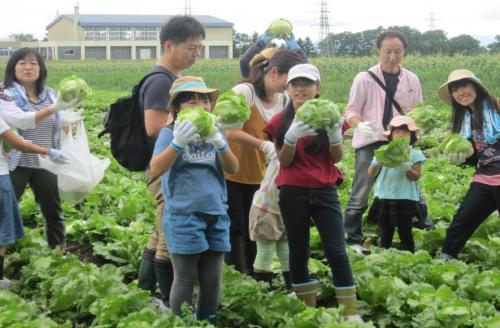 朝どれ野菜満喫ツアーでレタスを収穫する写真