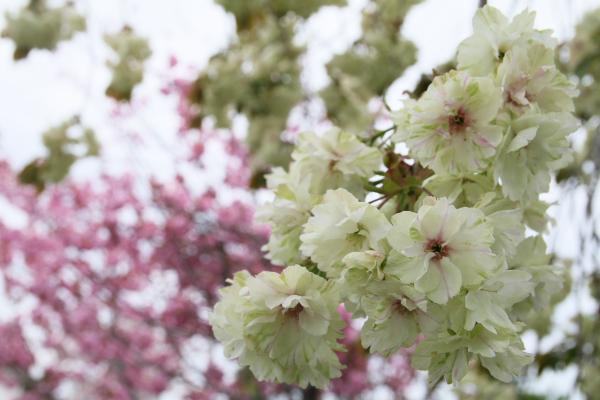 御衣黄桜