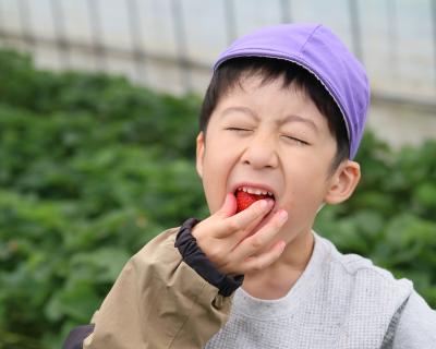 幼稚園児が口を大きく開けてイチゴを食べる写真