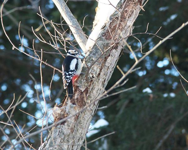 野幌森林公園で木を叩くアカゲラ