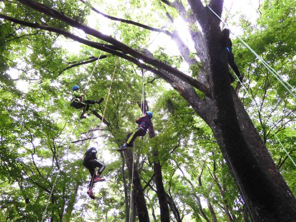 木の頂上まで登った児童生徒