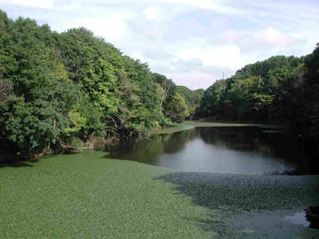 大麻中央公園