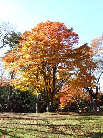 写真：指定No.041　ヤマモミジ