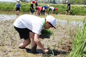 田植え体験