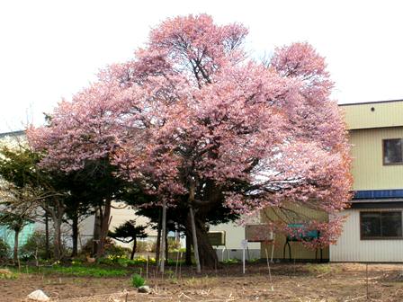 写真：指定No.127　エゾヤマザクラ