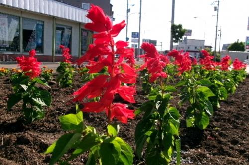 花壇　サルビア