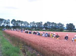 児童が小麦畑を見学する様子