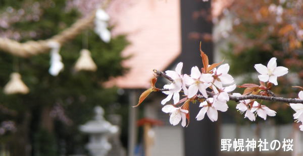 野幌神社の桜の画像
