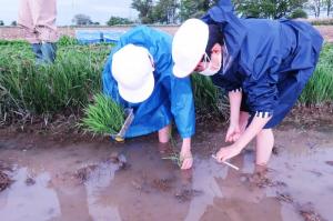 田植え体験②