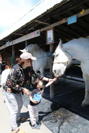 ばん馬に餌をあげる親子