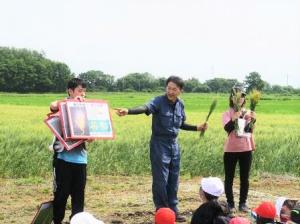 児童が小麦畑で説明を受けている様子