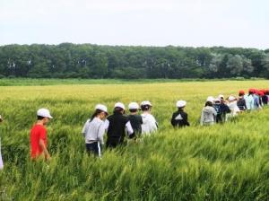 児童が小麦畑を見学する様子