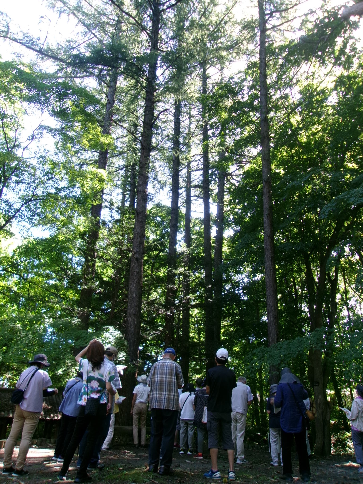 湯川公園カラマツ