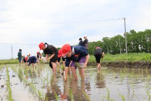 2025.6月　小学生田植え体験1