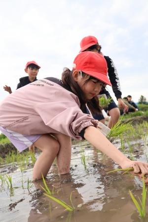 2025.6月　小学生田植え体験3